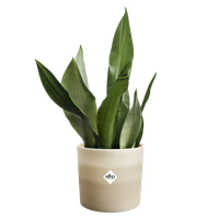 colour gradient rond 14cm beige grès